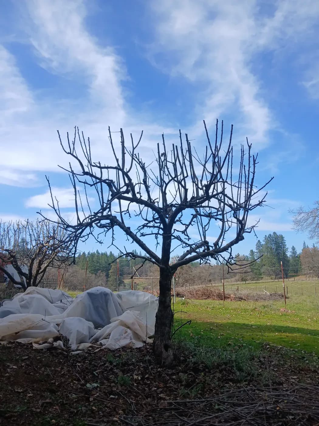Dormant fruit tree pruned back over winter with the cut wood stacked below